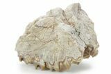 Bargain, Fossil Oreodont (Merycoidodon) Skull - South Dakota #355979-2